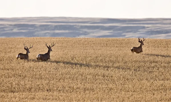 Mule Deer in Wheat Field