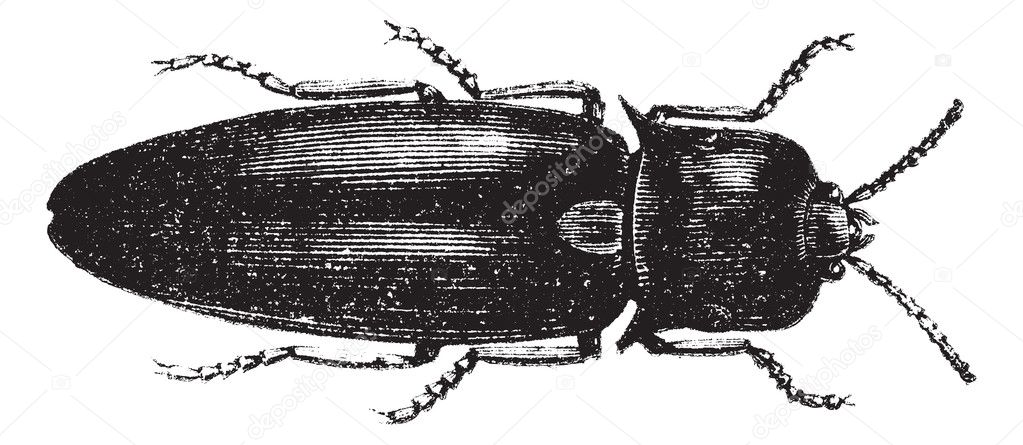 Black Fire Beetle