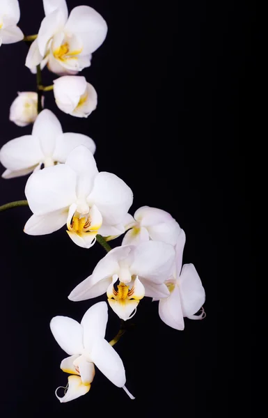 White orchid on the black background.