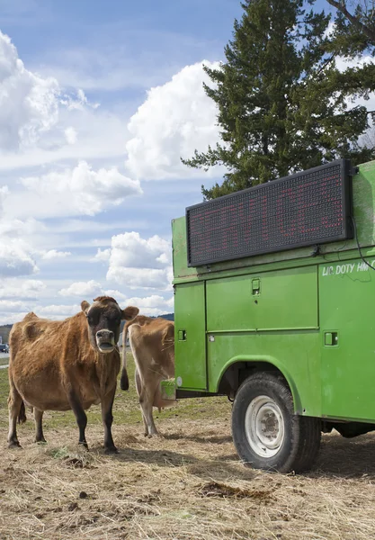 Truck feeds cow and advertises.