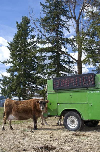 Hay on truck feeds cow.