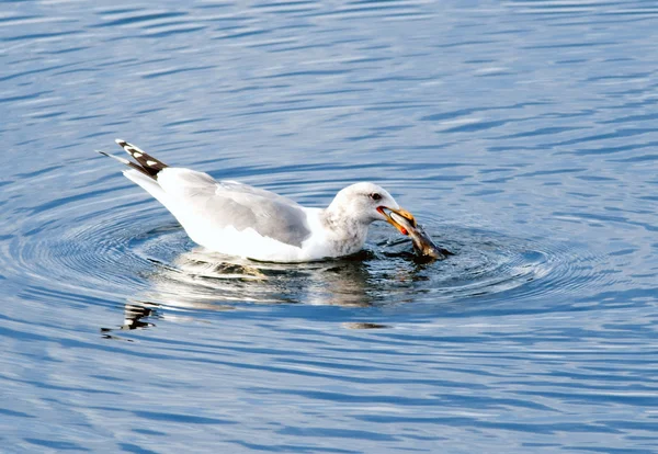 Gull eats a fish.