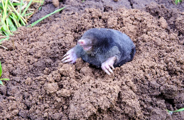 Mole on summer molehill in the garden