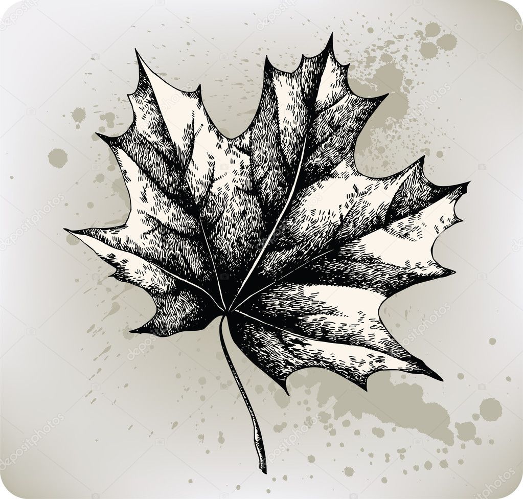 Drawn Maple Leaf