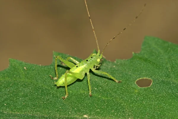 Insects on green leaf in the wild