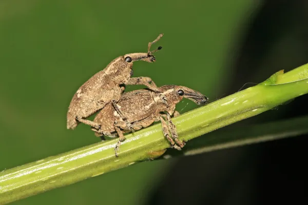 Two mating weevil on green leaf in the wild