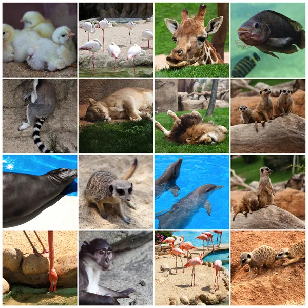 Collage of animals