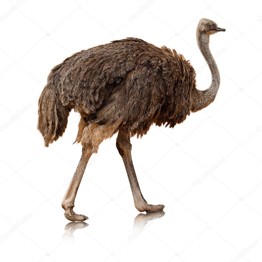 Ostrich Isolated On A White Background — Stock Photo © Coolfonk #10388804