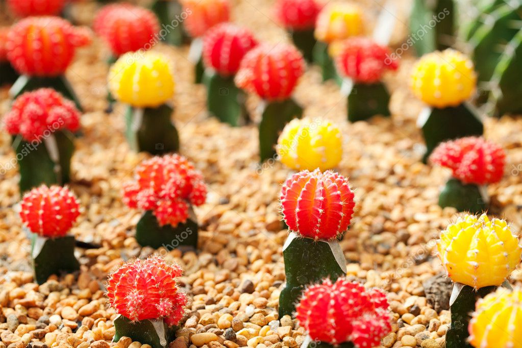 Small Cactus Plants