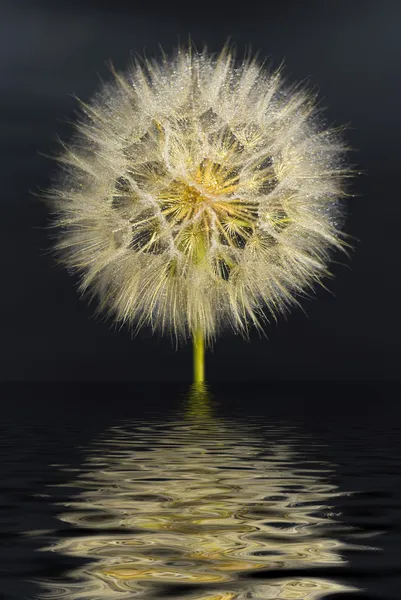 Beautiful dandelion with water drops with the reflection in the water on a