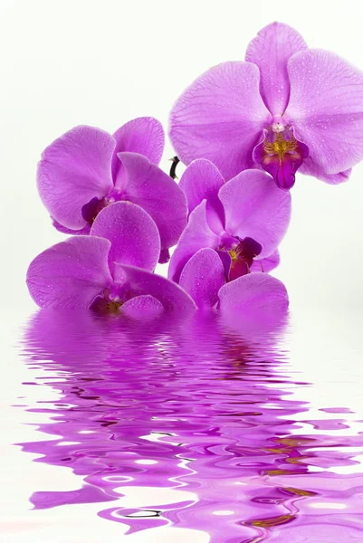 Purple orchid with the reflection in the water on white background