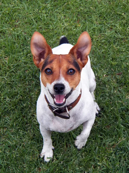 Playful jack russel dog looking at you