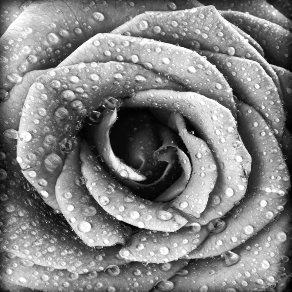 Black and white rose background
