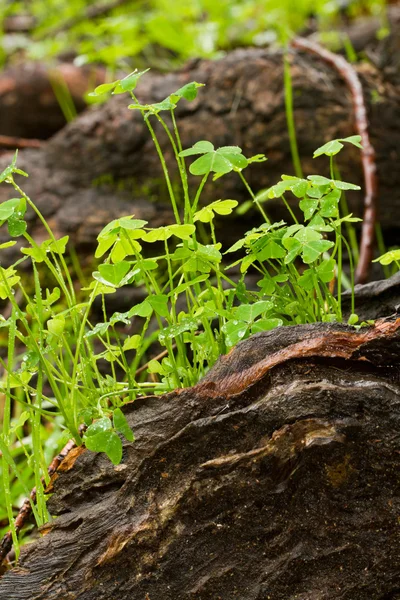 Small plants on forest ground