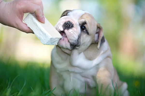 Cute english bulldog puppy with ice cream