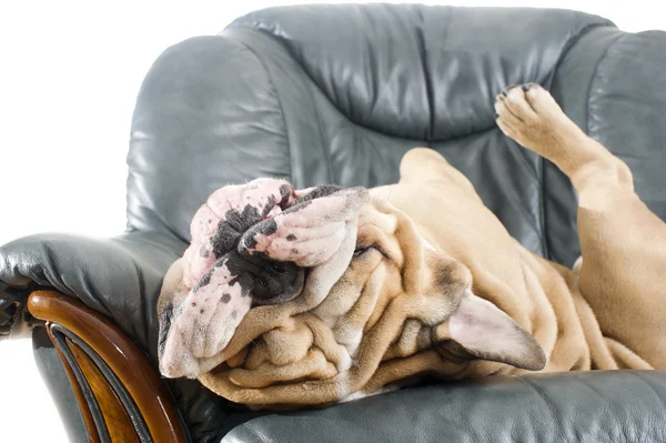 Happy lazy dog Bulldog on a sofa