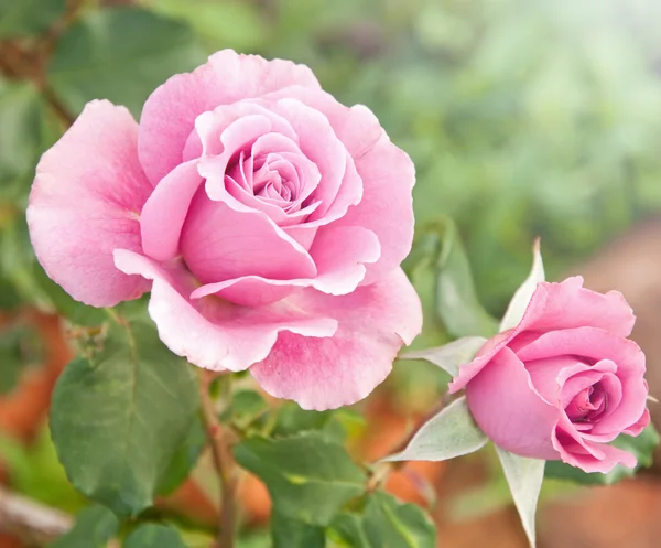 Beautiful pink roses in a garden