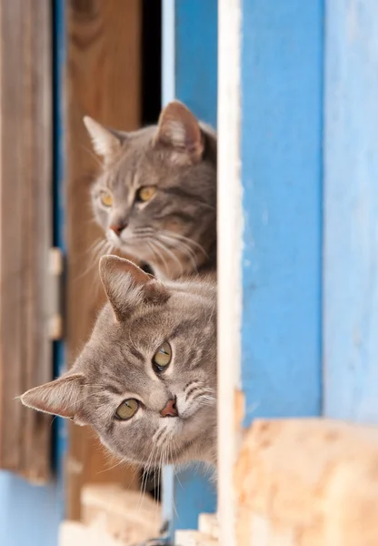 Two blue tabby cats on a half door of a blue barn