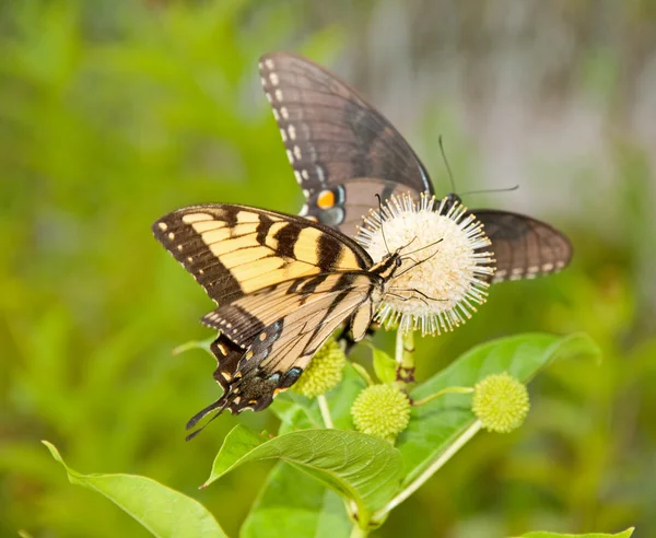 Yellow Eastern Tiger Swallowtail feeding on a buttonbush