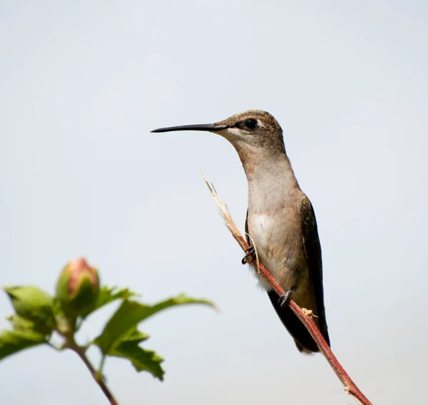 Female Ruby-throated Hummingbird perched on a twig