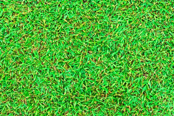 Wet green grass field surface