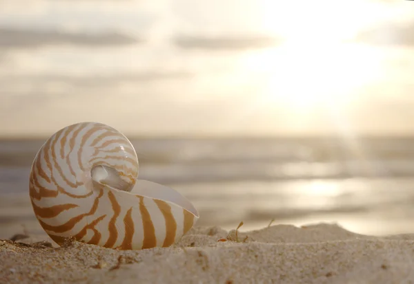 Nautilus shell on beach , golden sunrise over tropical sea