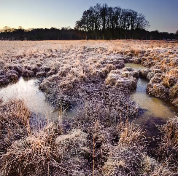 Beautiful frozen field Winter landscape with frosty grass