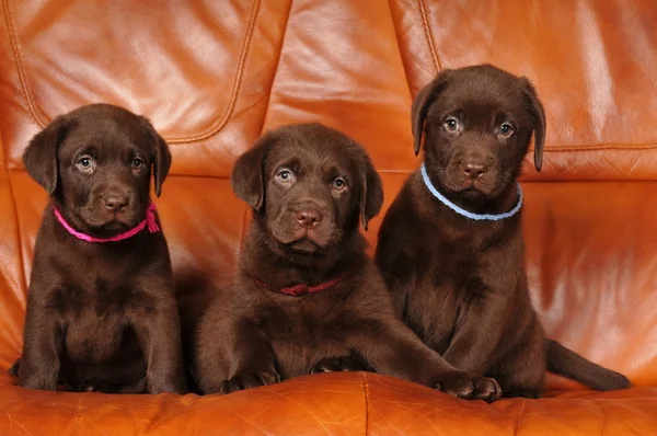 Three cute brown puppies