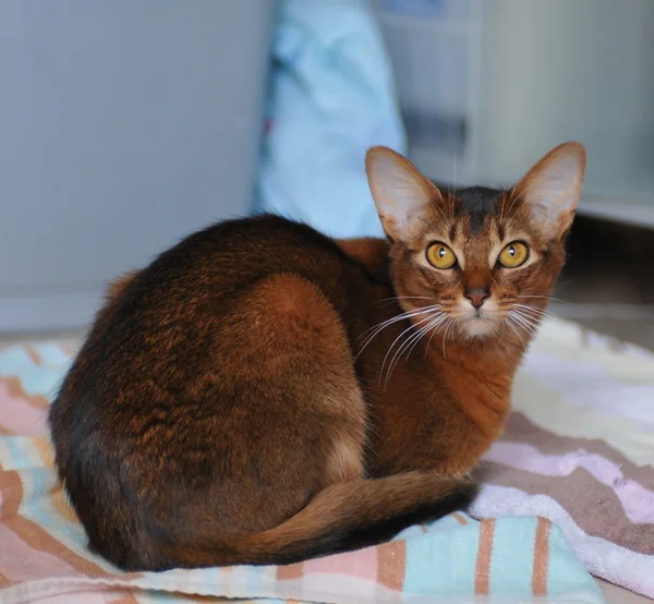 Lovely somali cat sits in the kitchen