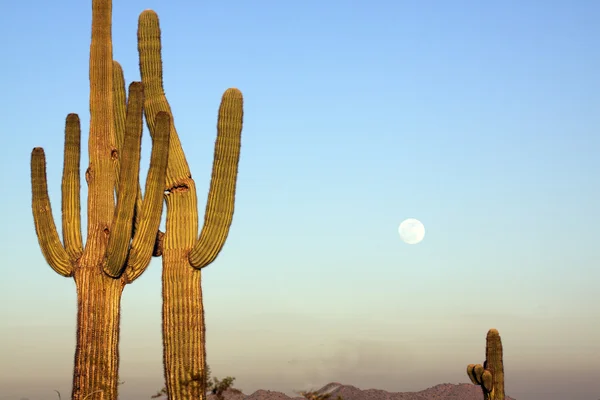 Saguaro and Full Moon