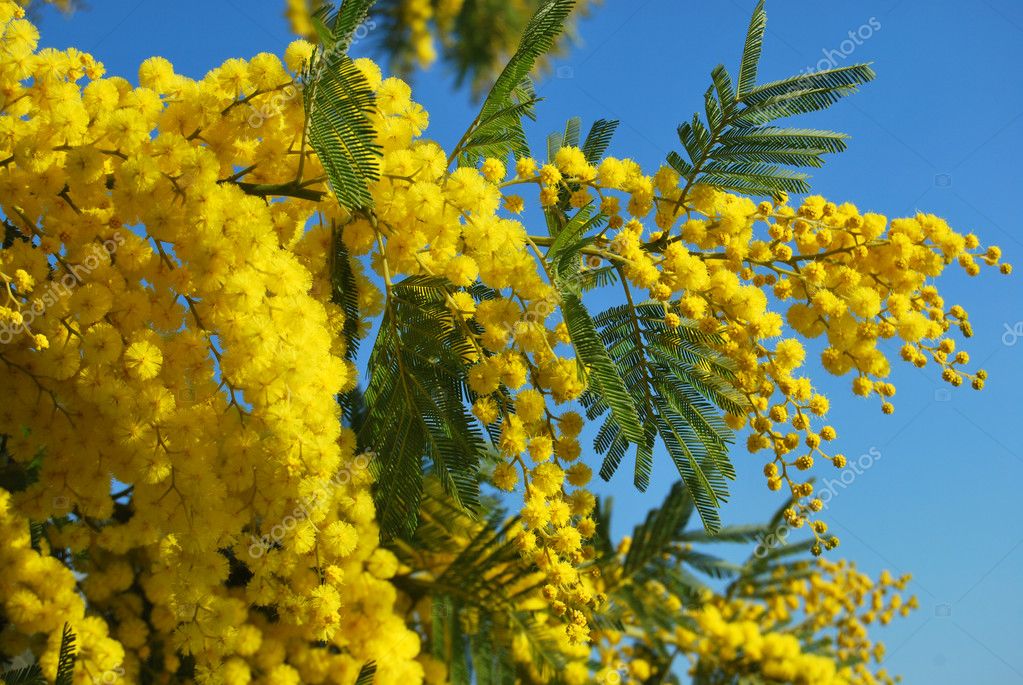Mimosa Blume 616 — Stockfoto © francofox 9340978