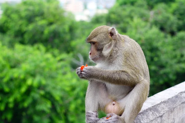 Monkey eat fruit in Thai