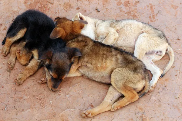 Young street dogs huddling together and sleeping