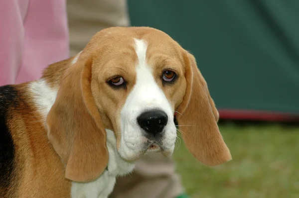 Beagle hound dog