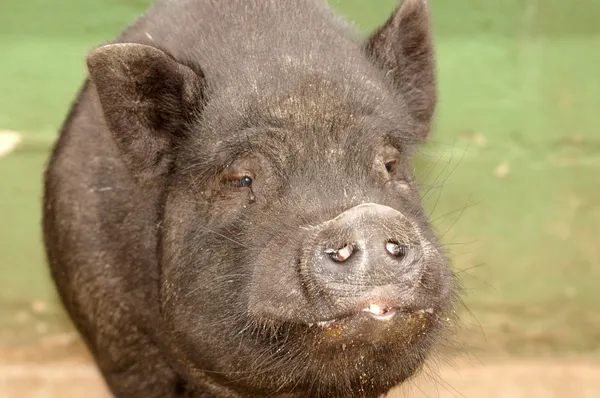Vietnamese Potbelly pig face