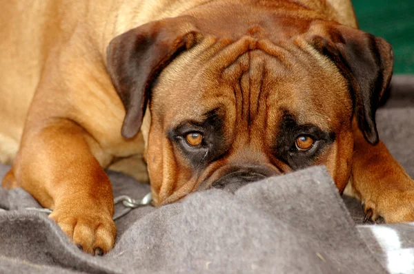 Bullmastiff dog sad