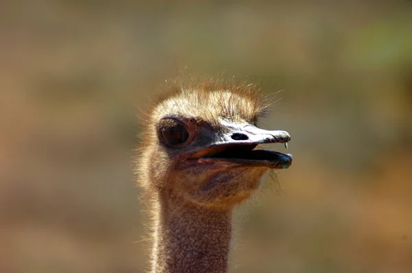 Ostrich head portrait