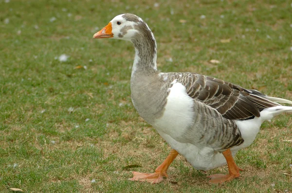 Running goose