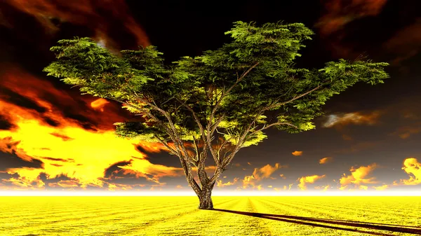 Large Acacia tree in the open savanna plains of Africa