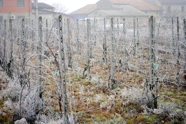 Frozen vineyard in a foggy winter day