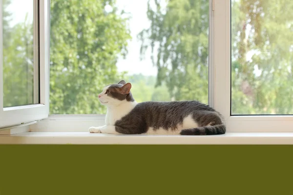 The cat on the windowsill in the open window