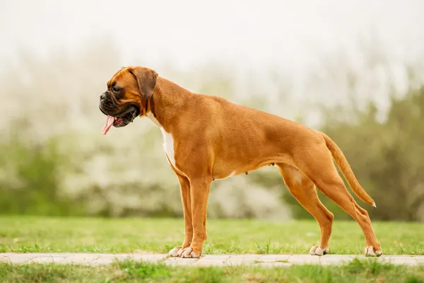 Boxer Dog — Stock Photo #10209023