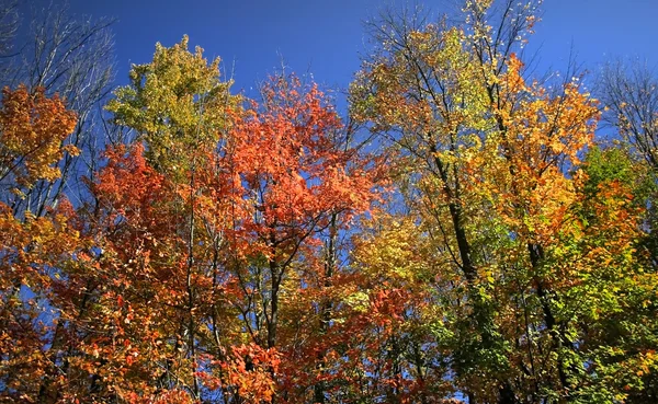 Colorful Trees