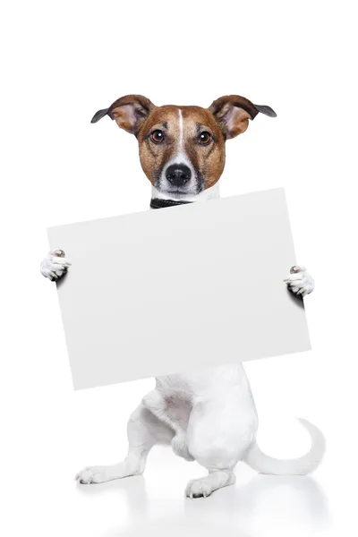 Dog with white board banner