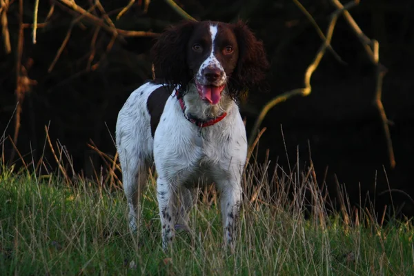 Working English Springer Spaniel standing in a field
