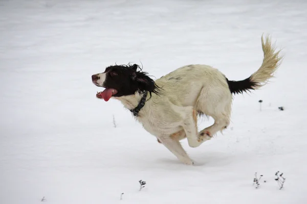 Working english springer spaniel dog enjoying the snow