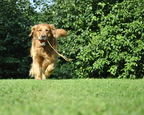 Golden retriever dog running in park with a toy.