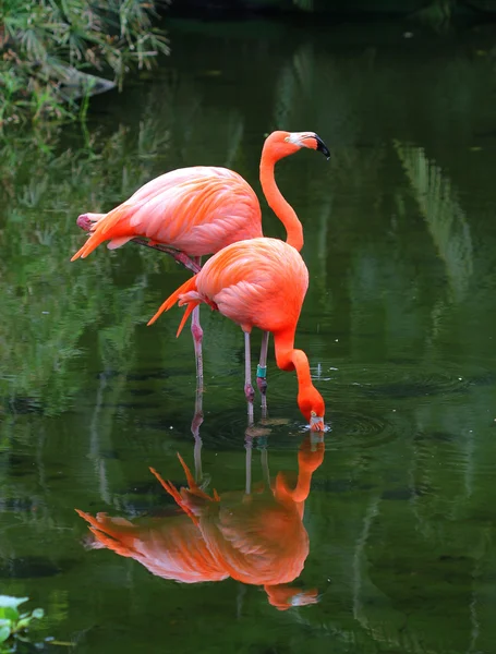 Two pink flamingos are searching feed in the water
