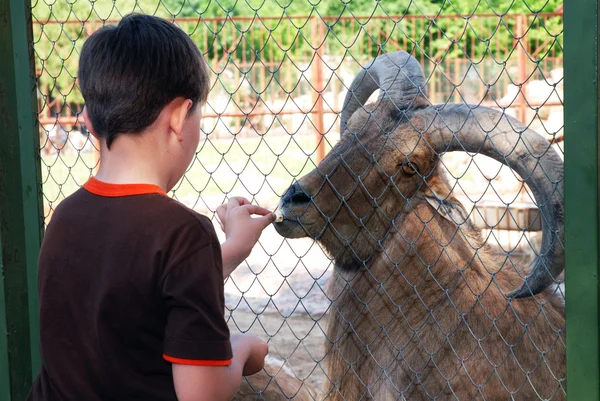 A little boy feeding the mountain goat in the zoo — Stock Photo #8965626