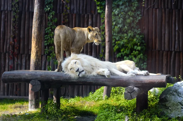 South African lion and female rests
